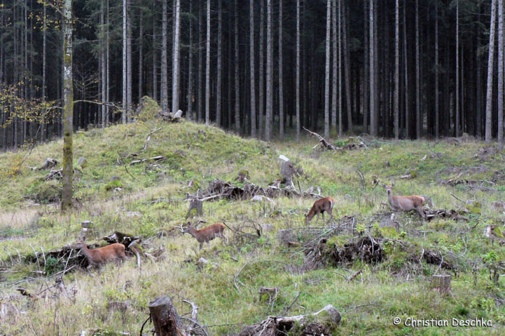 033_Jagd.jpg 033_Jagd