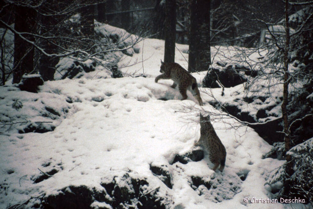 033_Luchs.jpg 033_Luchs