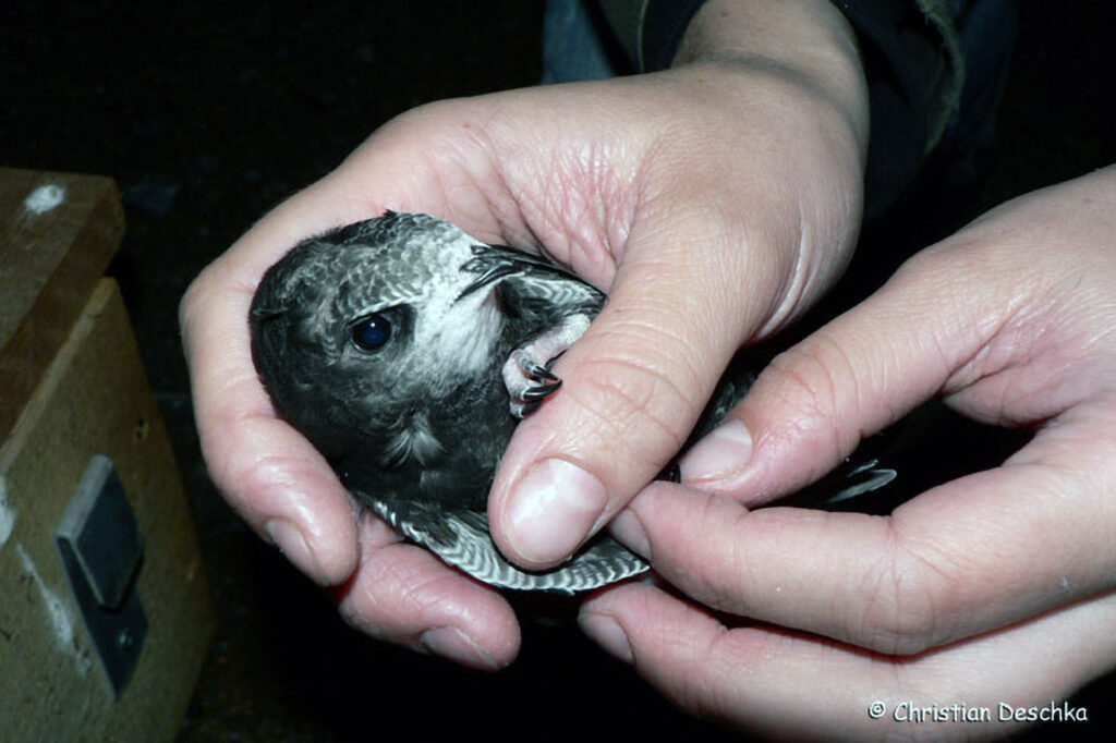 033_Mauerseglerprojekt