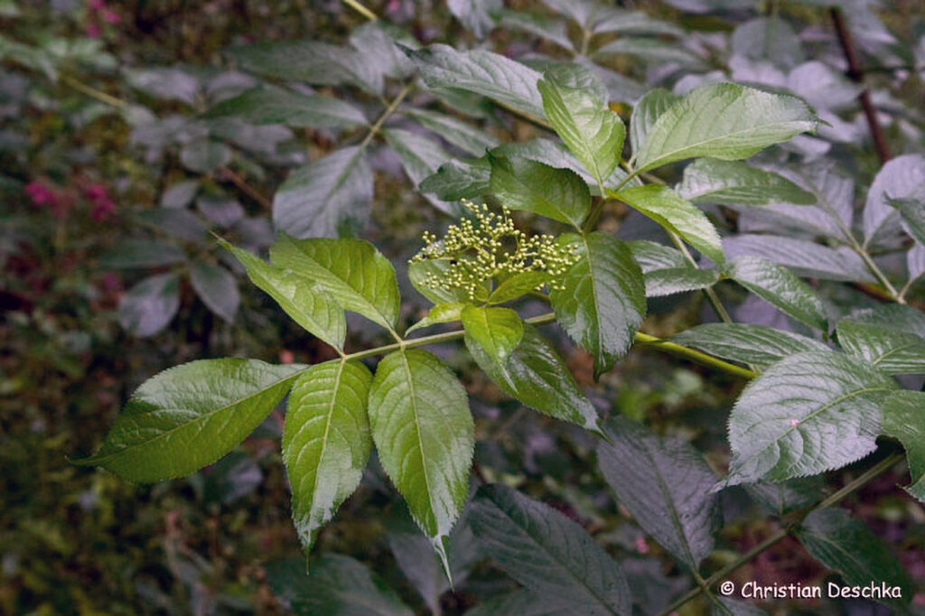 033_Naturschutzgebiet-Pesenbachtal.jpg 033_Naturschutzgebiet-Pesenbachtal