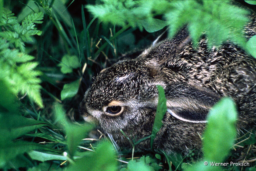 033_Rotfuchs.jpg 033_Rotfuchs