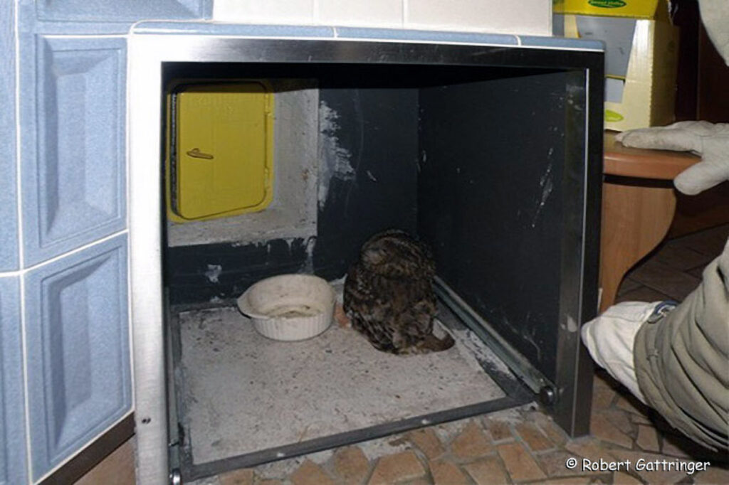 033_Voegel-an-Gebaeuden.jpg 033_Voegel-an-Gebaeuden