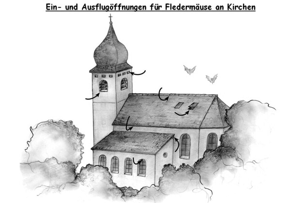 034_Fledermaeuse.jpg 034_Fledermaeuse