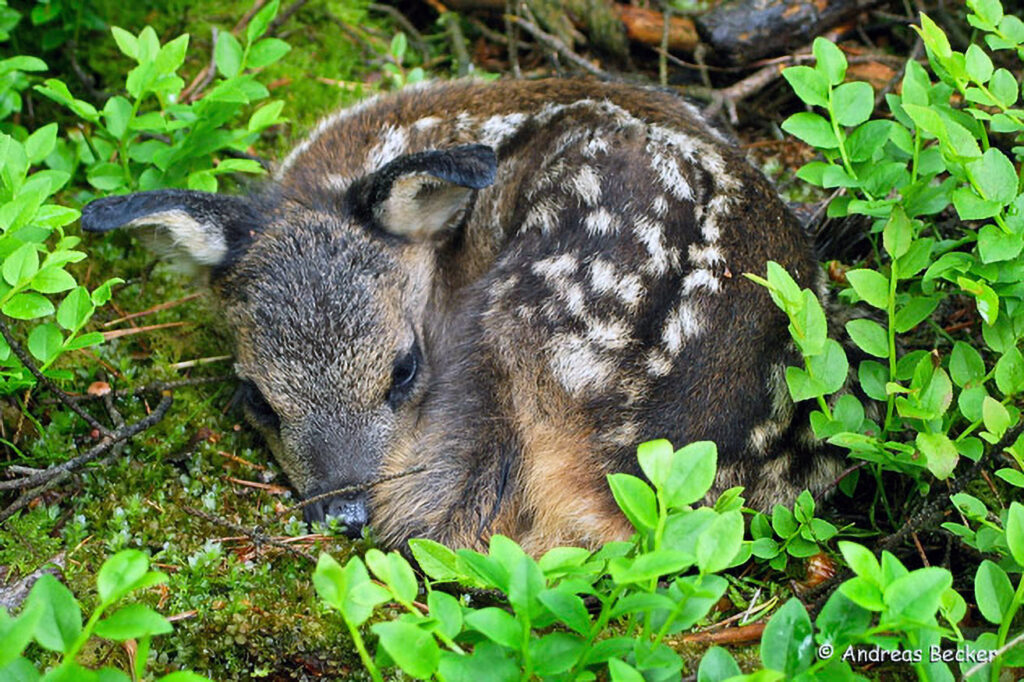 034_Rotfuchs.jpg 034_Rotfuchs