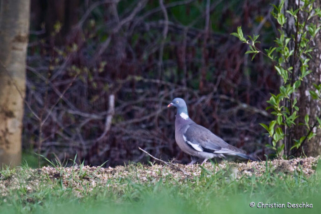 034_Wildtauben.jpg 034_Wildtauben