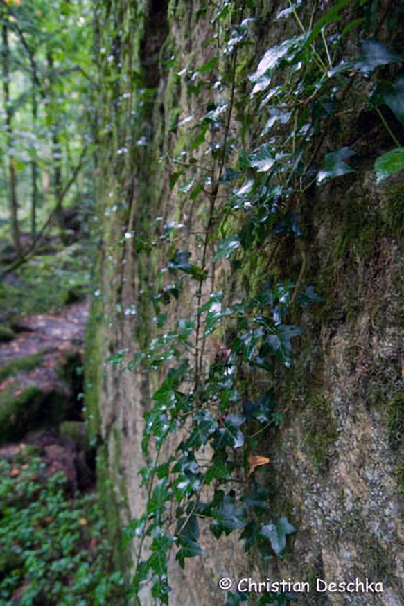 035_2_Naturschutzgebiet-Pesenbachtal