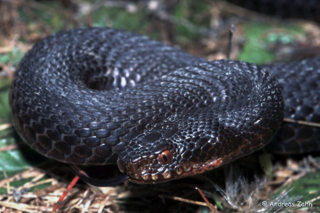 035_Alpensalamander.jpg 035_Alpensalamander