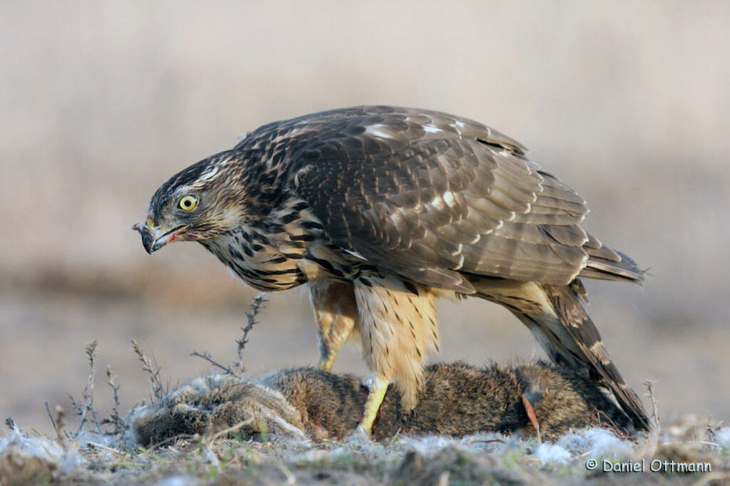 035_Greifvoegel.jpg 035_Greifvoegel