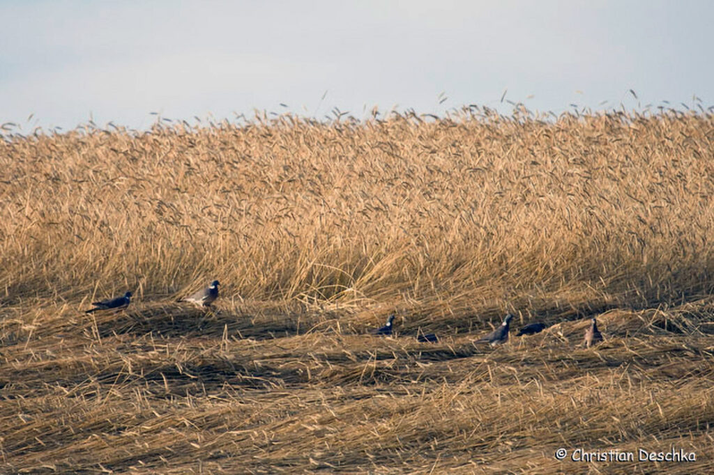 035_Wildtauben.jpg 035_Wildtauben