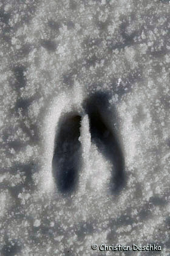 036_2_Tierspuren-im-Schnee