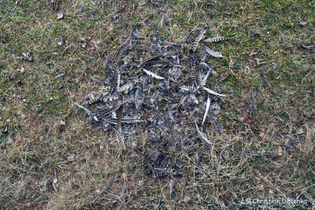 036_Greifvoegel.jpg 036_Greifvoegel