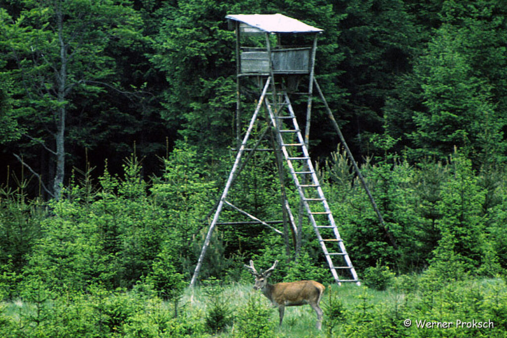 036_Jagd.jpg 036_Jagd