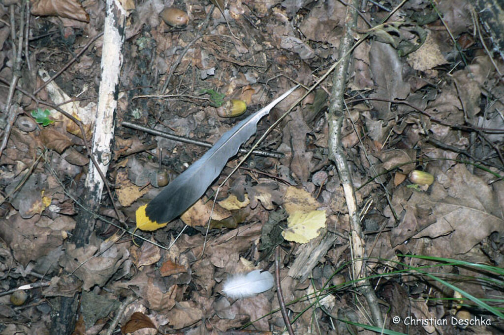 036_Wildtauben.jpg 036_Wildtauben