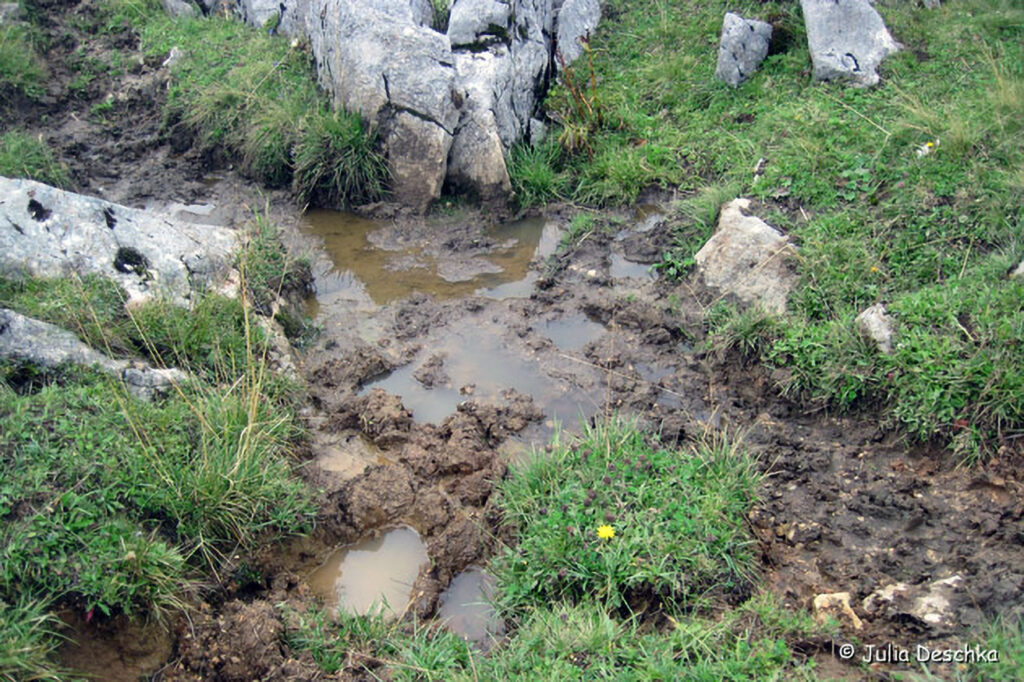 037_Alpensalamander.jpg 037_Alpensalamander