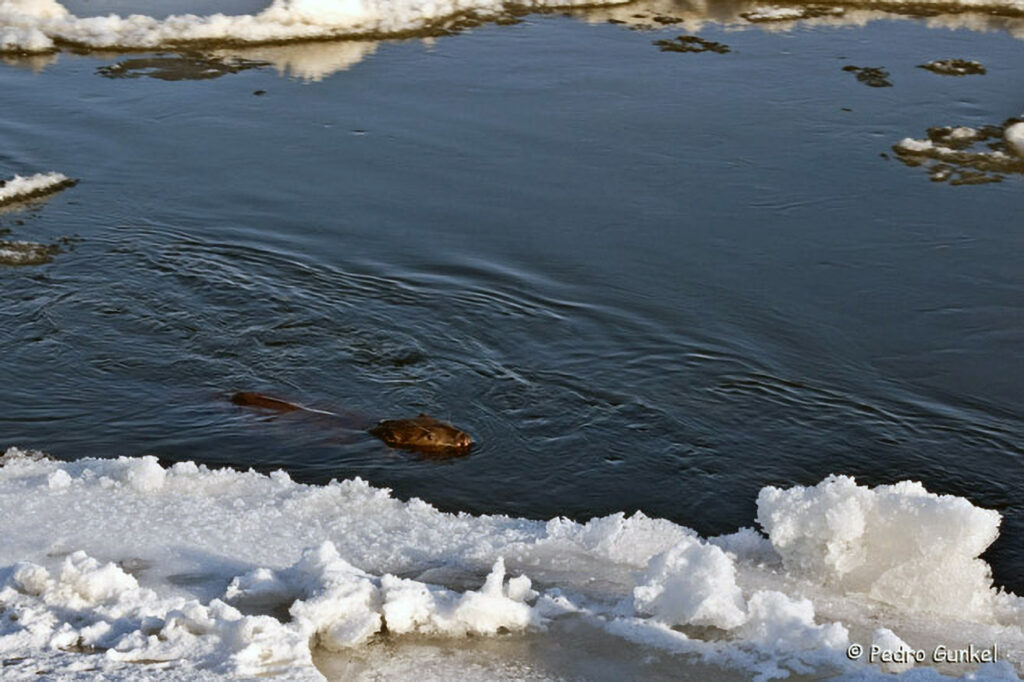 037_Biber.jpg Fluß Winter Oder