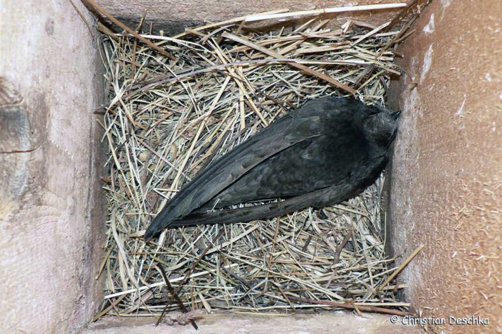 037_Mauerseglerprojekt.jpg 037_Mauerseglerprojekt