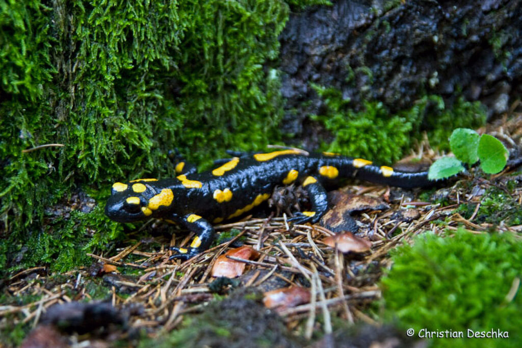 037_Naturschutzgebiet-Pesenbachtal.jpg 037_Naturschutzgebiet-Pesenbachtal