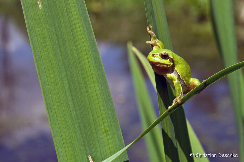 038_Amphibienprojekt