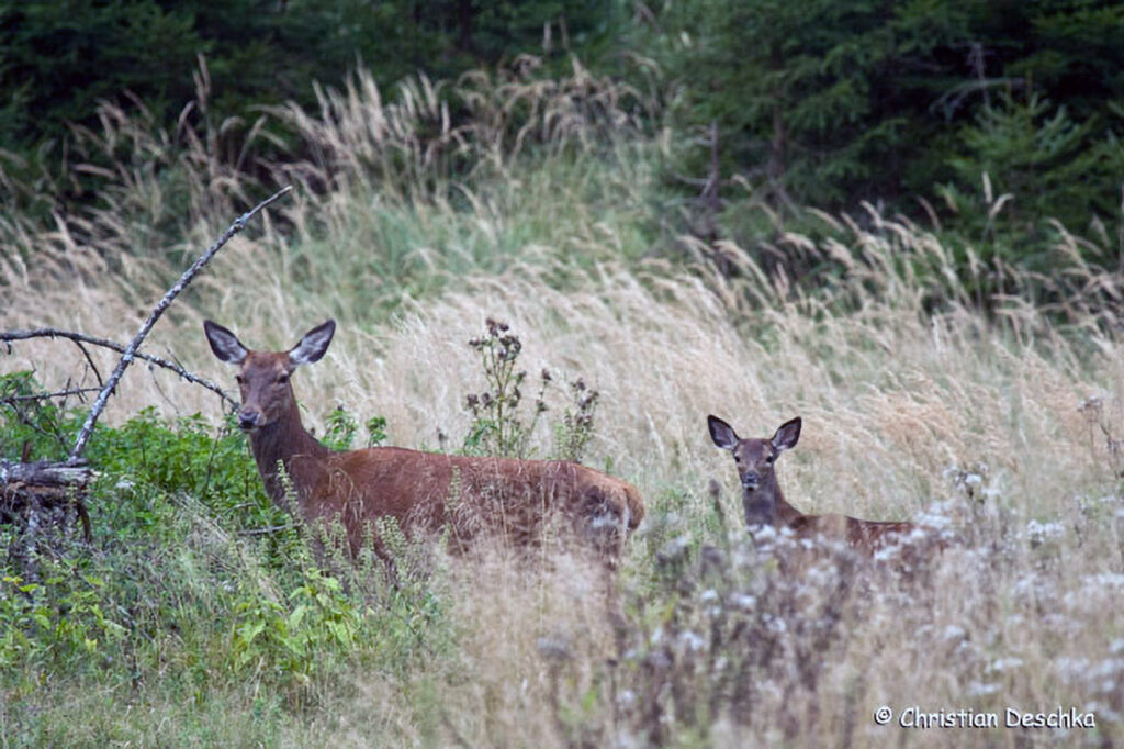 038_Jagd.jpg 038_Jagd