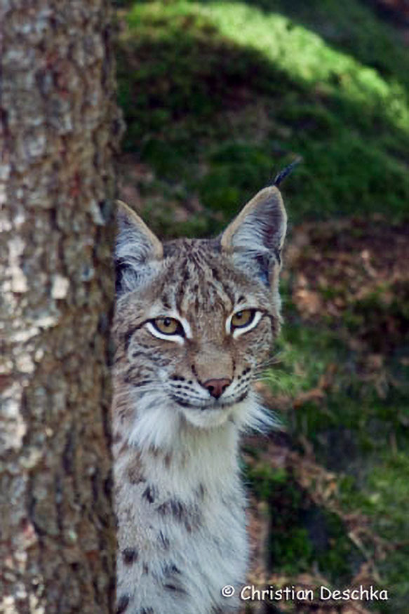 038_Luchs