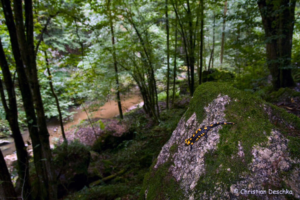 038_Naturschutzgebiet-Pesenbachtal.jpg 038_Naturschutzgebiet-Pesenbachtal