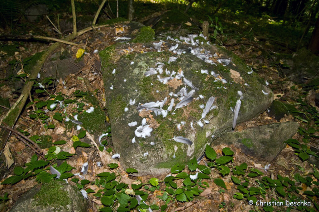 038_Wildtauben.jpg 038_Wildtauben