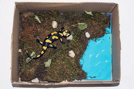 039_Feuersalamandermodell