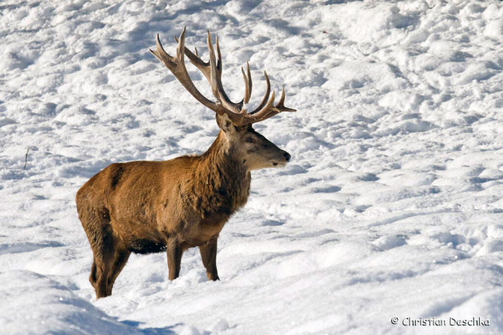 039_Jagd.jpg 039_Jagd