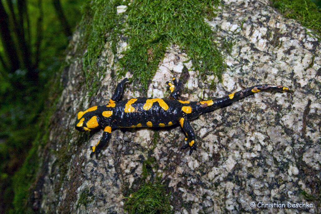039_Naturschutzgebiet-Pesenbachtal.jpg 039_Naturschutzgebiet-Pesenbachtal