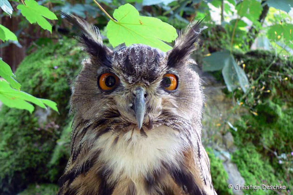039_Rotfuchs.jpg 039_Rotfuchs