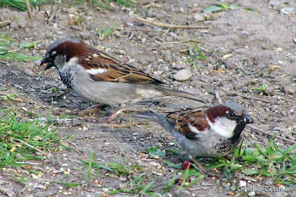 039_Voegel-an-Gebaeuden.jpg 039_Voegel-an-Gebaeuden