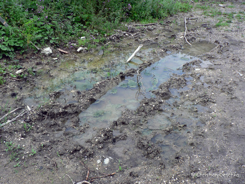 040_Amphibienprojekt