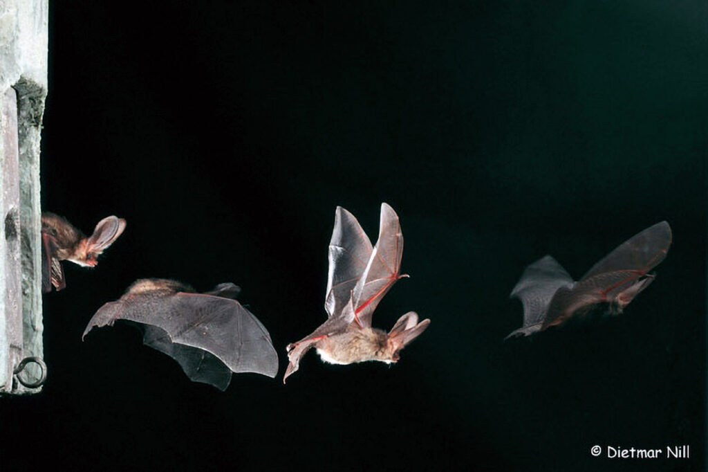 040_Fledermaeuse