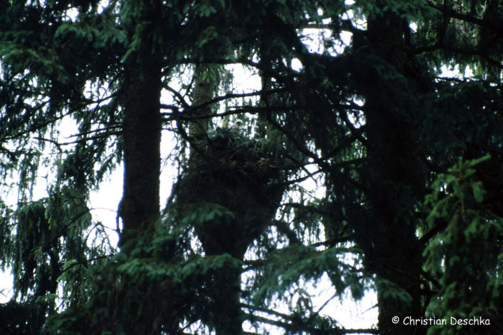040_Greifvoegel.jpg 040_Greifvoegel