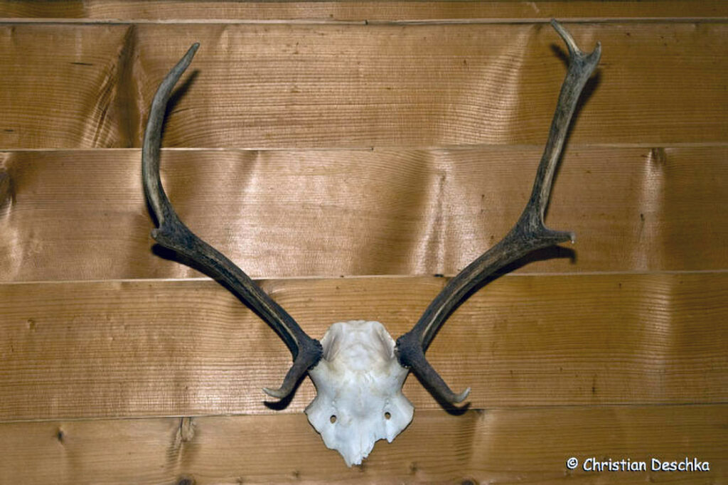 040_Jagd.jpg 040_Jagd