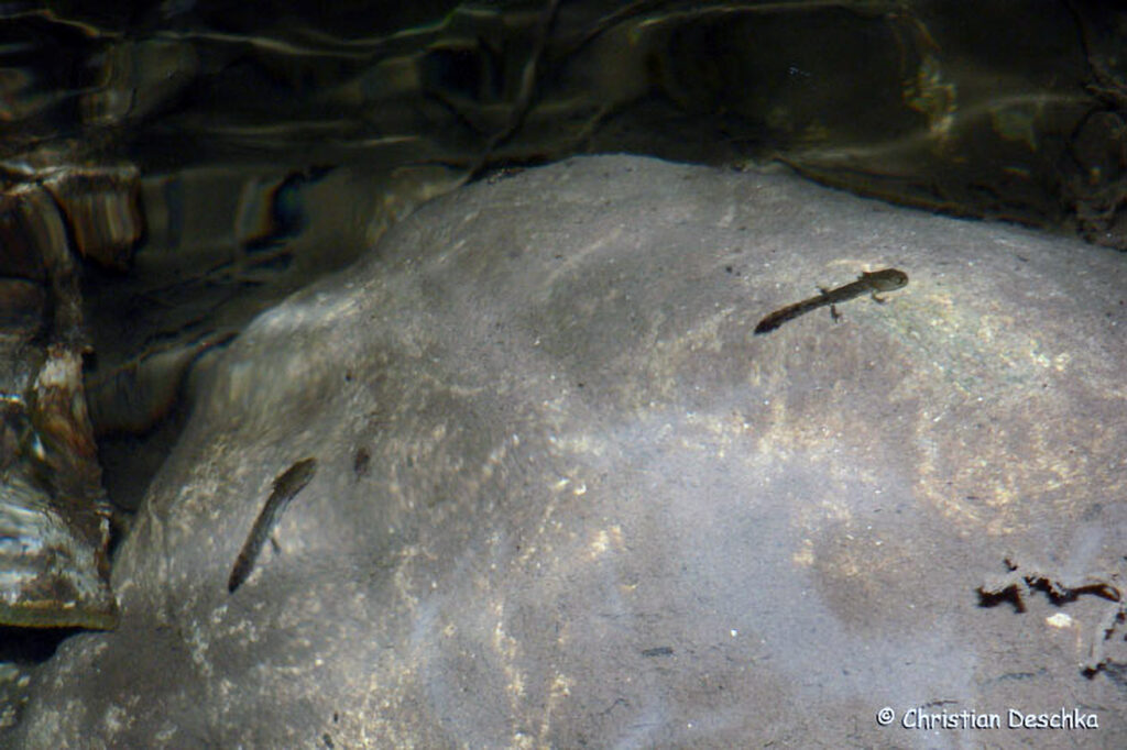 040_Naturschutzgebiet-Pesenbachtal