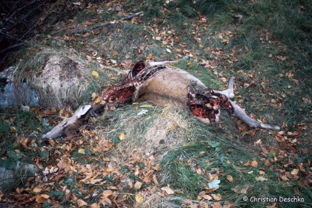 040_Rothirsch.jpg 040_Rothirsch