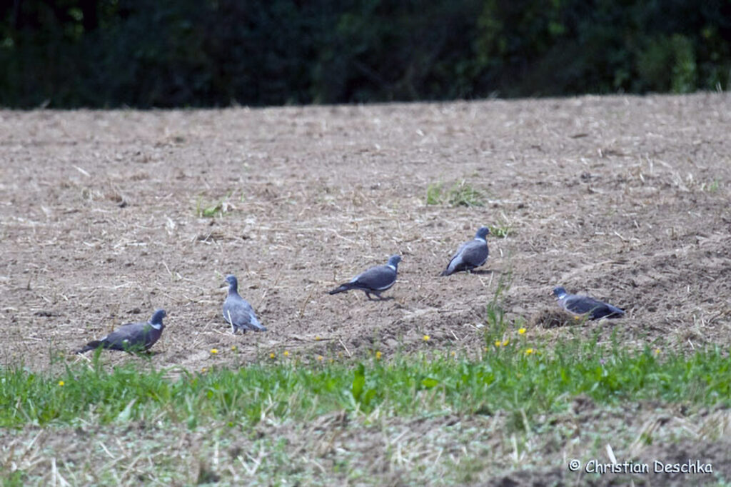 040_Wildtauben.jpg 040_Wildtauben