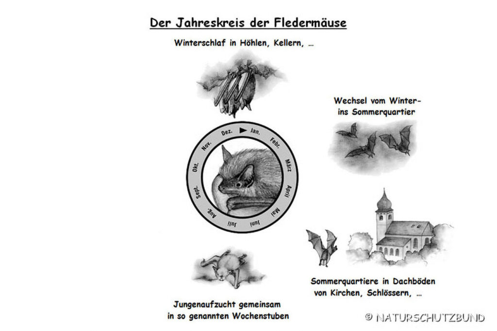 041_Fledermaeuse.jpg 041_Fledermaeuse