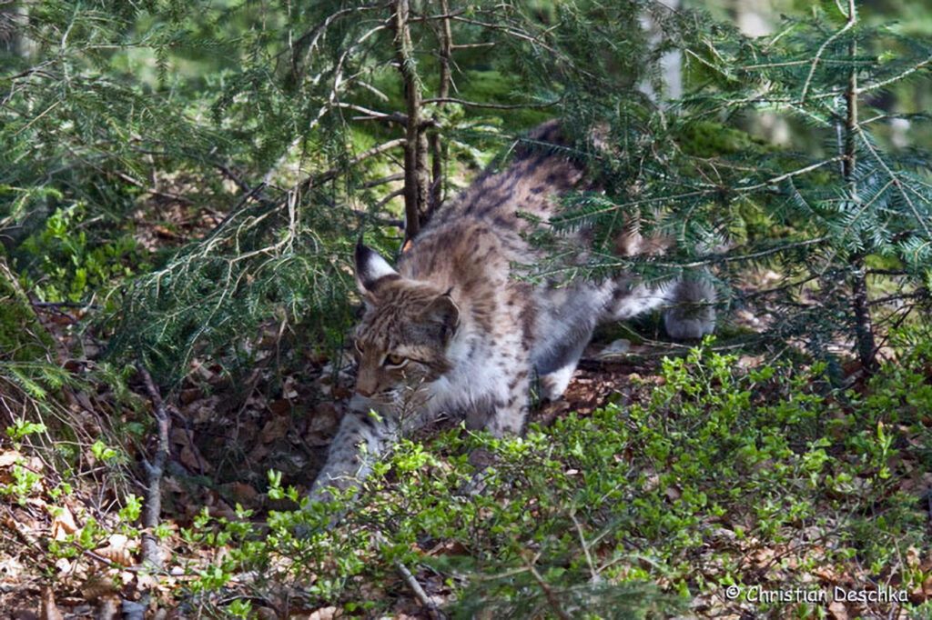 041_Rotfuchs.jpg 041_Rotfuchs
