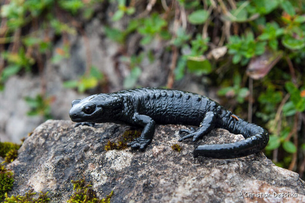 042_Alpensalamander.jpg 042_Alpensalamander