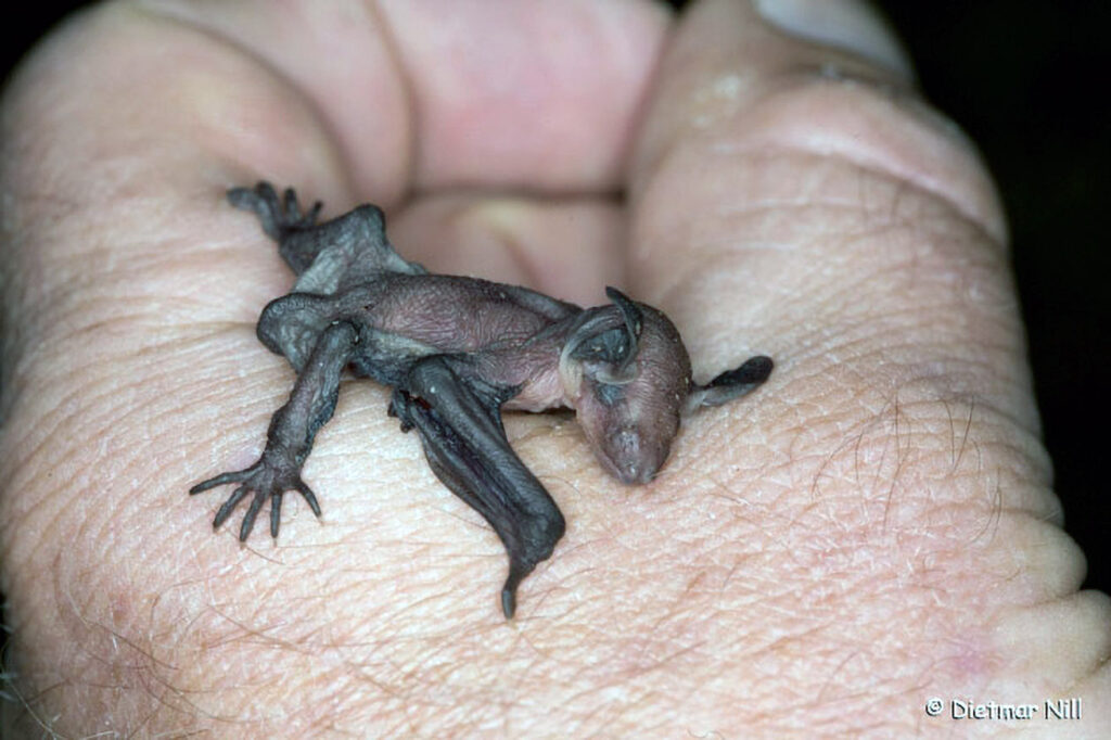 042_Fledermaeuse.jpg Junge Bechsteinfledermaus, Myotis bechsteinii, young Bechstein`s bat