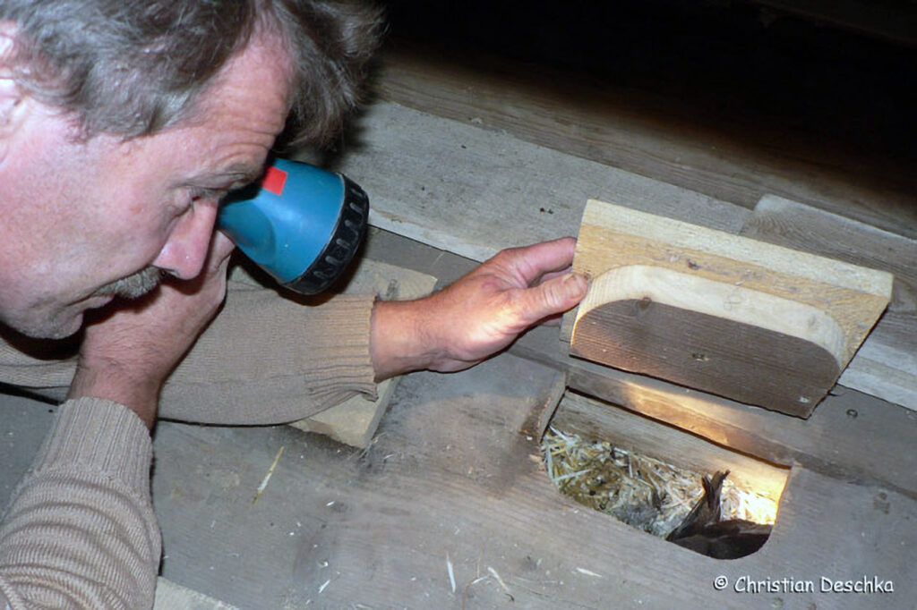 042_Mauerseglerprojekt.jpg 042_Mauerseglerprojekt