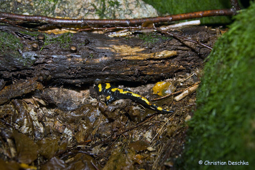 042_Naturschutzgebiet-Pesenbachtal.jpg 042_Naturschutzgebiet-Pesenbachtal
