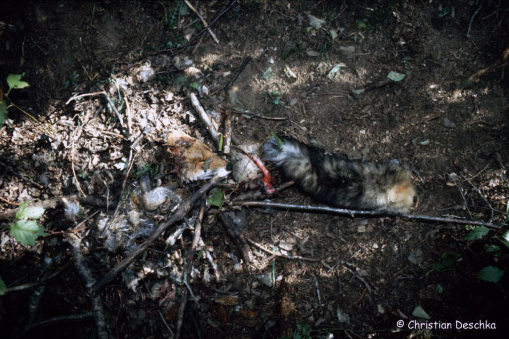 042_Rotfuchs.jpg 042_Rotfuchs