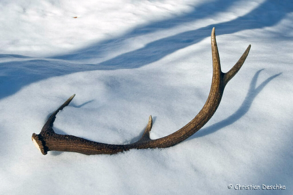 042_Tierspuren-im-Schnee