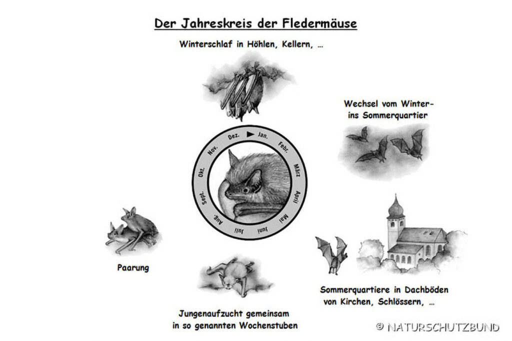 043_Fledermaeuse.jpg 043_Fledermaeuse