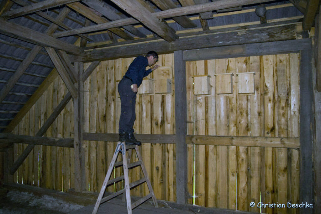 044_Mauerseglerprojekt