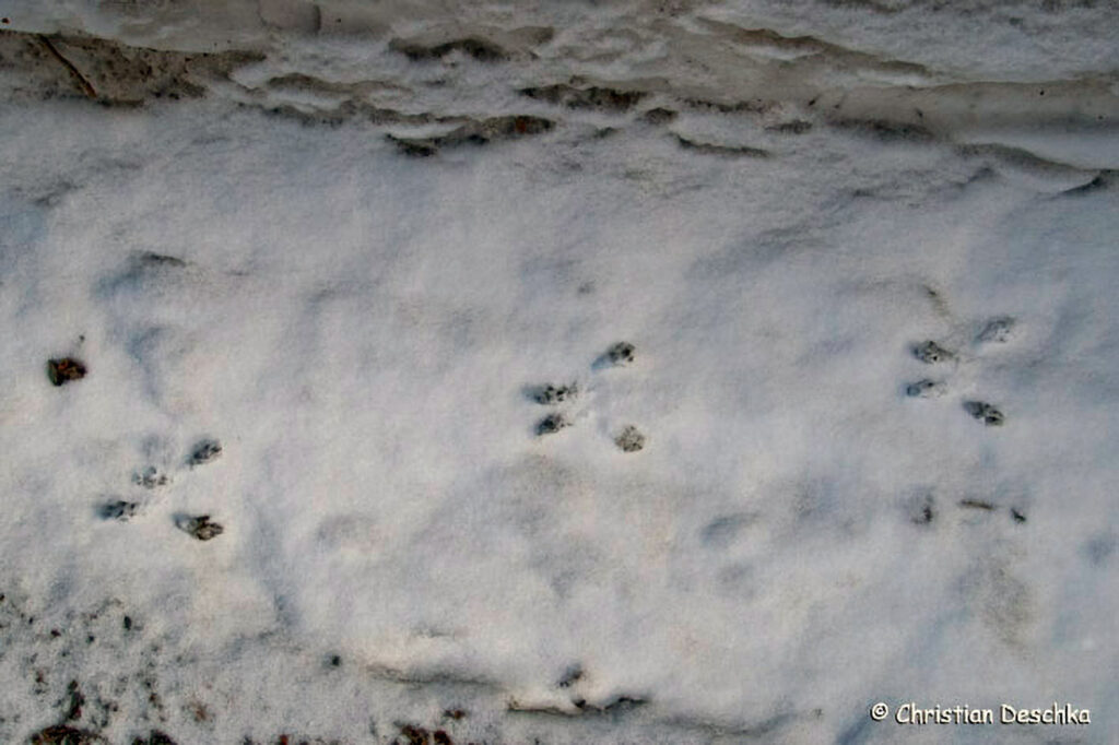 044_Tierspuren-im-Schnee.jpg 044_Tierspuren-im-Schnee