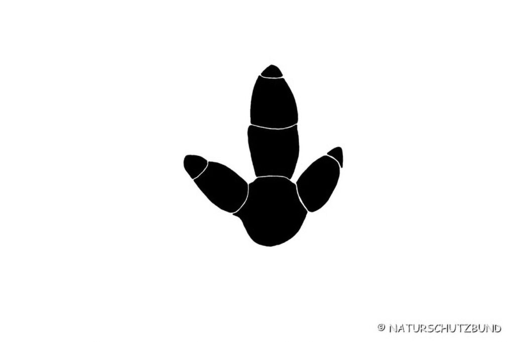 044_Tierspurenkurs 044_Tierspurenkurs